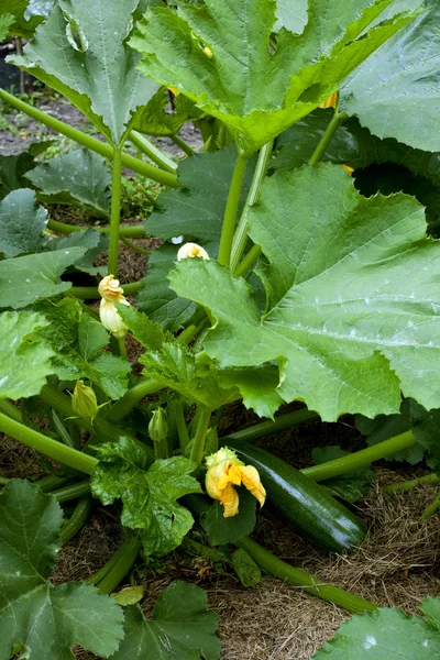 Cespuglio di zucchine con fiore — Foto Stock