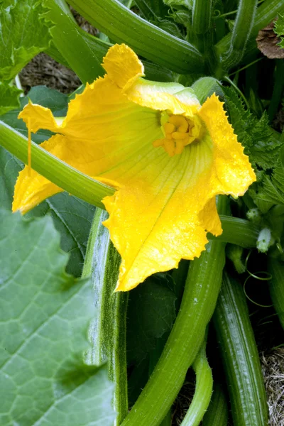 Zucchini-Strauch mit Blume — Stockfoto