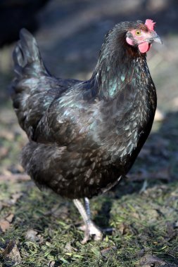 siyah tavuk