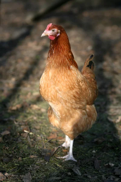 Kahverengi tavuk — Stok fotoğraf