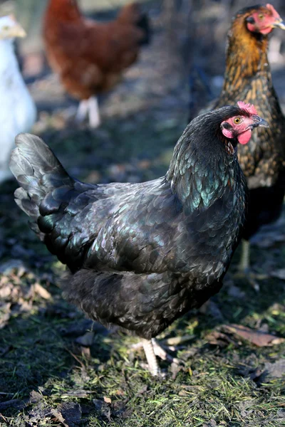 Siyah tavuk — Stok fotoğraf
