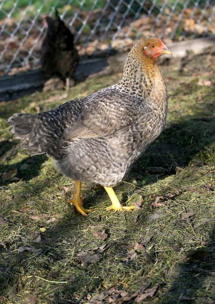 Grå-brun höna — Stockfoto