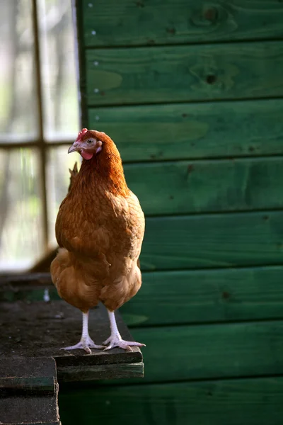 Kahverengi tavuk — Stok fotoğraf