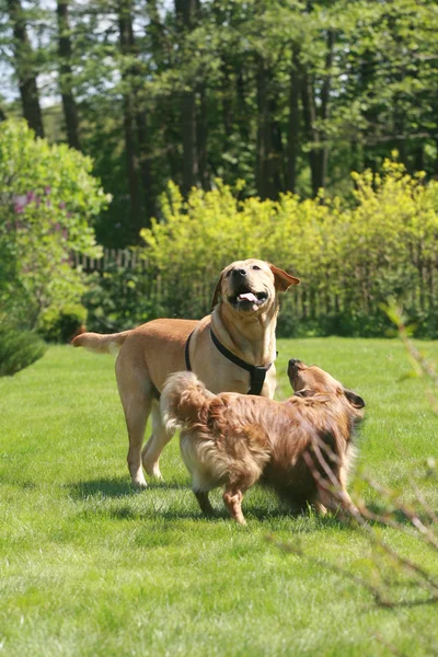 Labrador — Foto de Stock