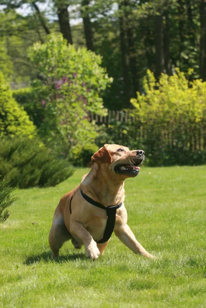 Labrador — Foto de Stock