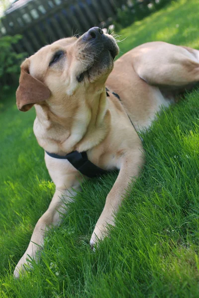 Labrador — Stockfoto