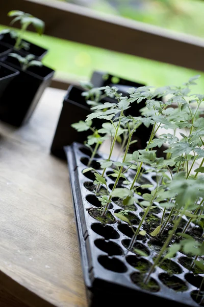Green seedling tomatoes — Stock Photo, Image