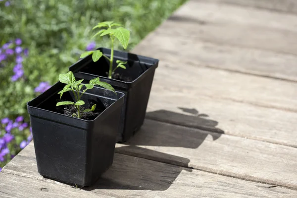 yeşil, genç fide domates