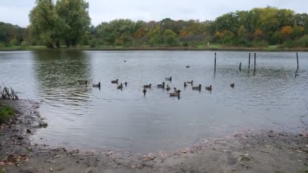 湖中的猎狗鸭 — 图库视频影像