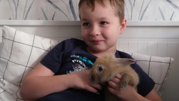 Ein kleiner Junge hält ein dekoratives Kaninchen im Arm, spielt mit ihm — Stockvideo