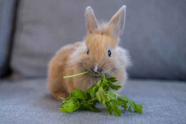 Lapin décoratif assis sur le canapé et manger du persil — Photo