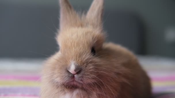 Porträt eines niedlichen Hasen aus nächster Nähe — Stockvideo