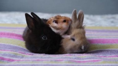 Tavşanla ilgilenen hamster, hayvan dostluğu kavramı.
