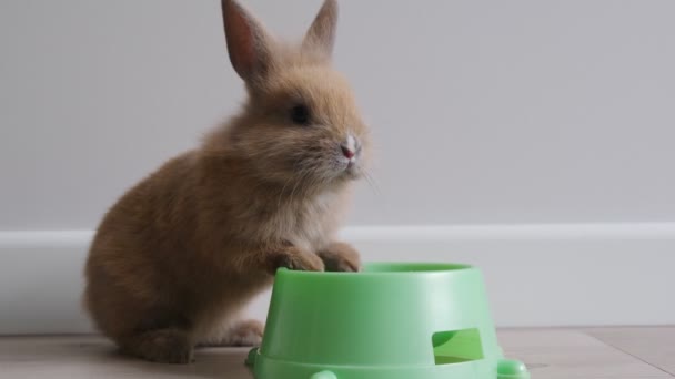 Kleines niedliches Kaninchen sitzt in der Nähe einer Schüssel mit Futter — Stockvideo