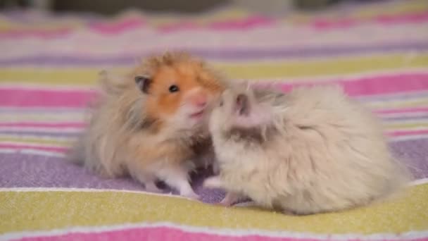 Hamster man grooming kvinna, djur vänskap koncept, hamstrar kärlek — Stockvideo