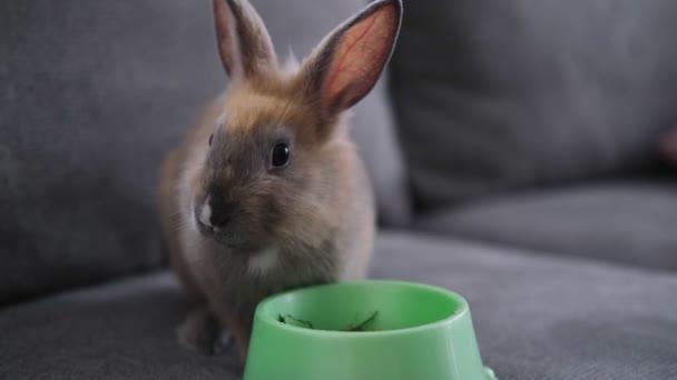 ウサギはボウルから食べ物を食べる — ストック動画