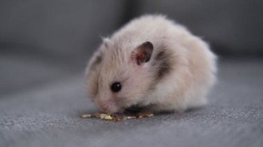 Kanepede yemek yiyen tüylü, sevimli hamster.