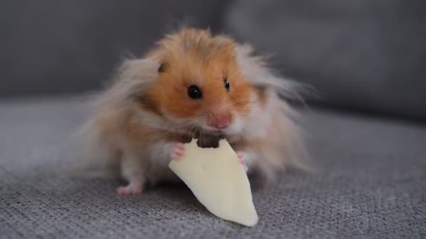 Cute fluffy hamster sits on the sofa and eats cheese, close-up — 图库视频影像