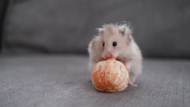 The hamster is sitting on the sofa and eating a tangerine, celebrating the new year and christmas — 图库视频影像