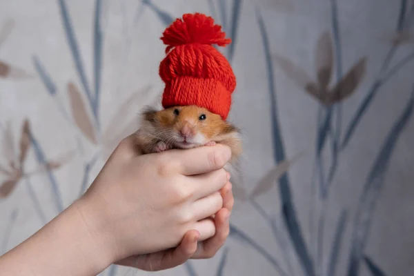 Kırmızı şapkalı sevimli, tüylü, kızıl bir hamster. Yeni yıl ve Noel konsepti