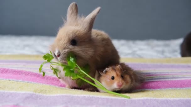 Niedliche Haustiere Kaninchen und Hamster sitzen auf dem Bett und essen Petersilie. Tierfreundschaftliches Konzept — Stockvideo