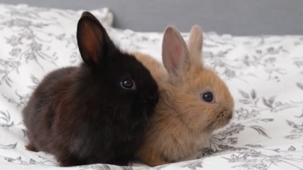 Cute rabbits lie on the bed — 图库视频影像