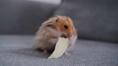 Kanepede peynir yiyen tatlı hamster.