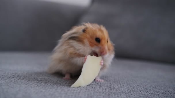 Χαριτωμένο χάμστερ τρώει τυρί στον καναπέ — Αρχείο Βίντεο