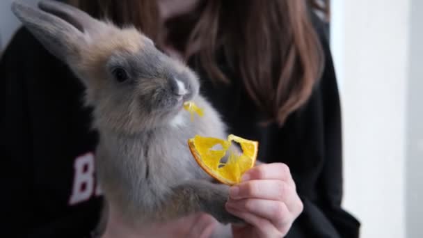 The girl feeds the rabbit an orange — Stockvideo