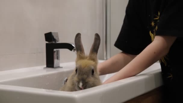 Das Mädchen wäscht das Kaninchen in der Spüle — Stockvideo
