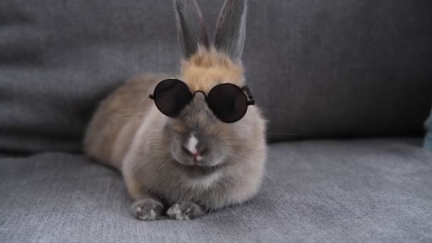 兔子戴着墨镜坐在沙发上 — 图库视频影像