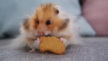 Tatlı kırmızı hamster kanepeye oturur ve bir kurabiye yer.