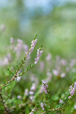 Ormanın arka planında Heather, bulanık orman arka planında güzel mor çiçekler.