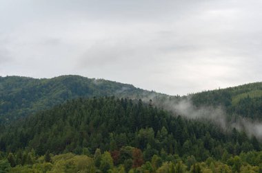 Yeşil ormanlarla kaplı dağların üzerinde kalın beyaz bulutlar. Açık havada küçük beyaz bir sis içinde yeşil ağaçlar.