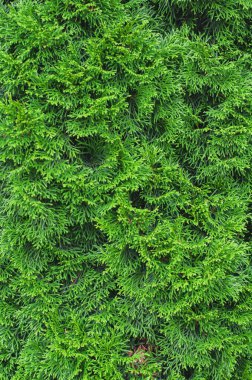 Parlak renkli yeşil filiz thuja, yakın plan. Bitki örtüsü ile dikey arkaplan.