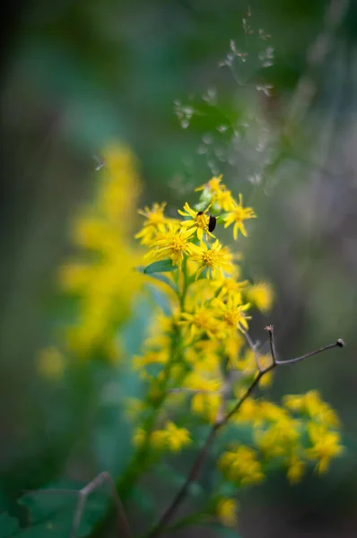 Gelbe Waldblumen in Großaufnahme auf verschwommenem Hintergrund — Stockfoto