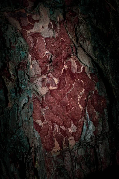 Φλοιός πεύκου close up υφή φόντο, κοκκινωπό ρητινώδη ξύλο. — Φωτογραφία Αρχείου