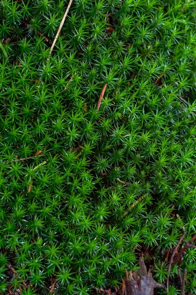 Sedummossa Växer Skogen Närbild Varierad Vegetation Höstsäsong Moss Polytrichum — Stockfoto