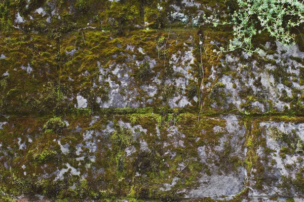 Parede Pedra Coberta Com Musgo Líquen Perto Natureza Livre — Fotografia de Stock