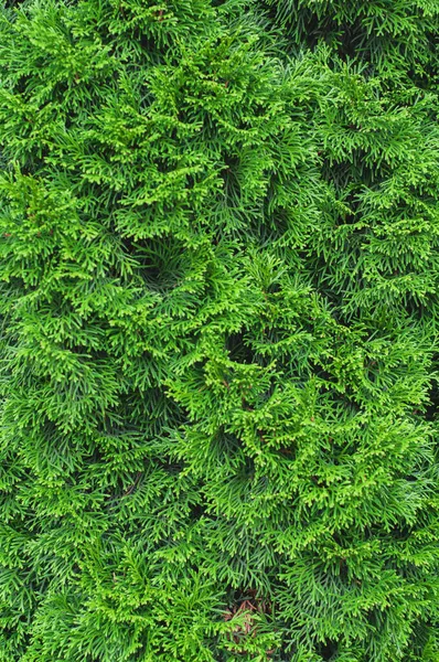 Ljusa färgglada gröna kvistar thuja, närbild. Vertikal bakgrund med vegetation. — Stockfoto