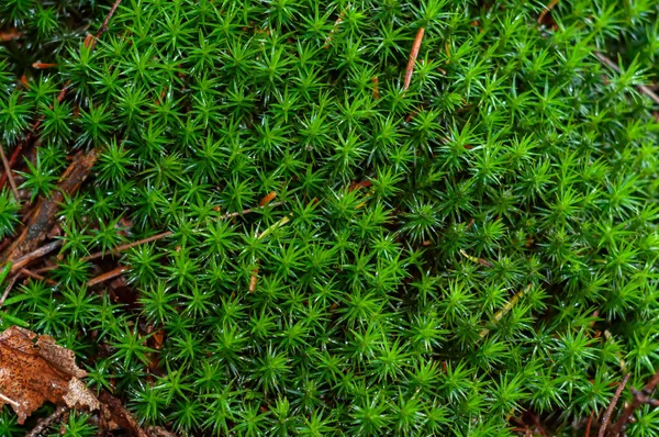 Sedummossa Växer Skogen Närbild Varierad Vegetation Höstsäsong Moss Polytrichum — Stockfoto