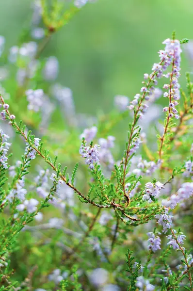 Heather on a forest glade background close-up, beautiful purple flowers on blurred forest background Stock Photo