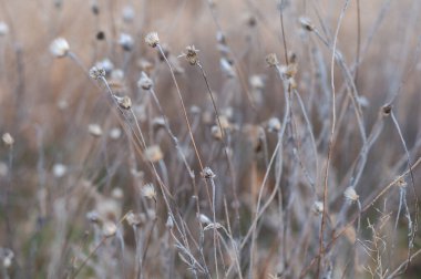 Çiçeklerle dolu vahşi bir tarla, güzel bulanık arka planda narin bitkiler. Sonbahar doğası, kuru sarı bitkilerle dolu çayır, doğal doğa..