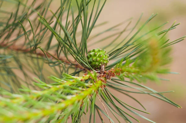 Cono Verde Una Rama Pino Cerca Agujas Verdes Largas Naturaleza —  Fotos de Stock