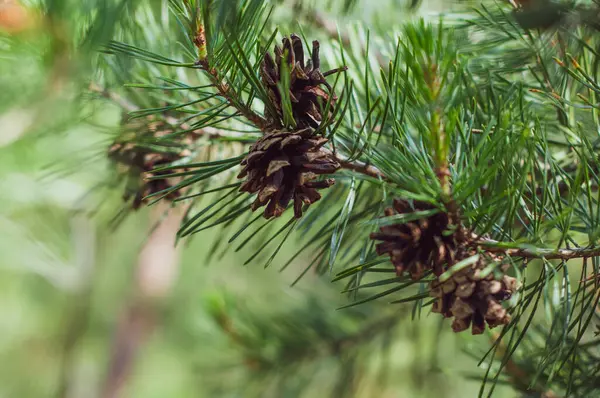 松の森の中の自然 自然を背景にコーンクローズアップ松の枝 — ストック写真