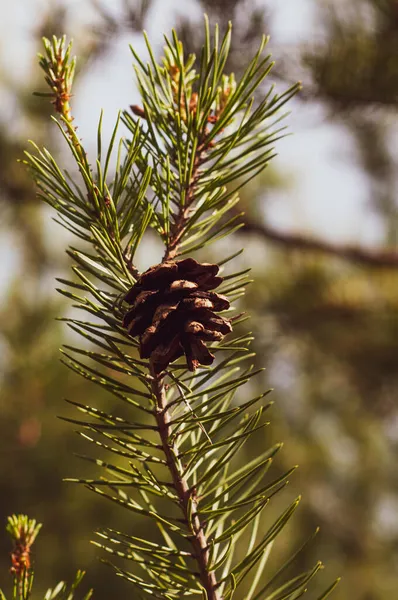 Pine Κώνο Γκρο Πλαν Ένα Κλαδί Πεύκου Πράσινες Βελόνες Φυσικό — Φωτογραφία Αρχείου