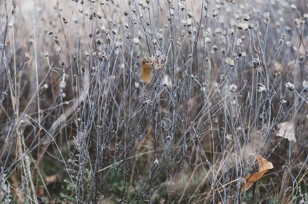 Wildes Feld Mit Blumen Zarte Pflanzen Auf Wunderschönem Verschwommenen Hintergrund — Stockfoto