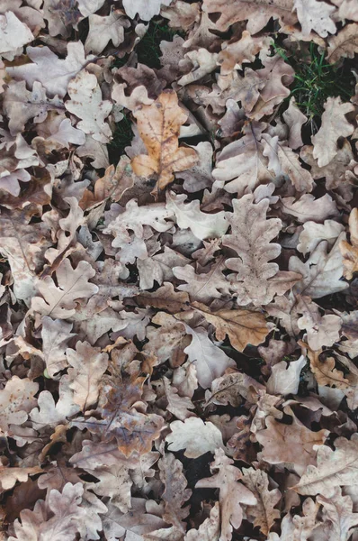 Trockene Eichenblätter Auf Den Boden Gefallen Nahaufnahme Herbst Hintergrundbild Von — Stockfoto