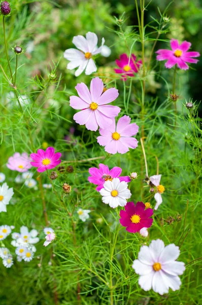 Rosa Kosmos Blommor Närbild Blommor Bakgrund Blommor Med Fina Kronblad — Stockfoto