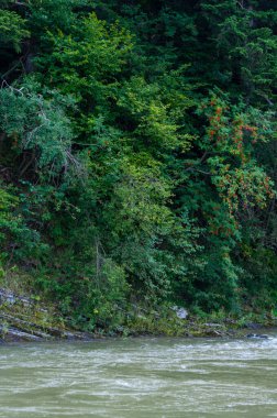 Kayalık bir nehir, yosun ve ağaçlarla kaplanmış bir nehir, hızlı çamurlu dere suyu, doğa.